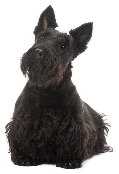 Scottish Terrier Scottish Terrier Monopolizing Attention with its Iconic Looks