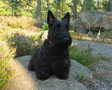 Scottish Terrier httpsuploadwikimediaorgwikipediacommonsthu
