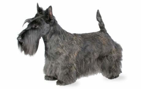 Scottish Terrier Scottish Terrier Dog Breed Information Pictures Characteristics