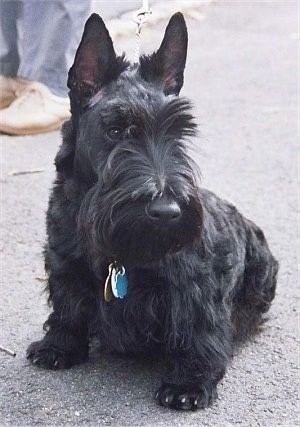 Scottish Terrier Scottish Terrier Dog Breed Information and Pictures