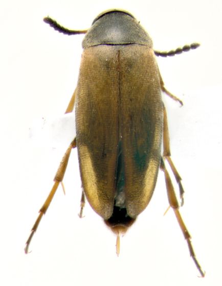 Scraptiidae Scraptiidae dorsal Anaspis flavipennis BugGuideNet