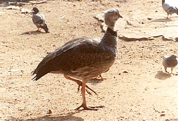 Screamer Palaeos Vertebrates Galloanserae Anseriformes