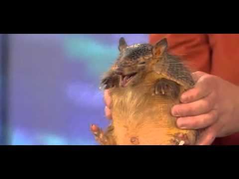 Screaming hairy armadillo A Screaming Hairy Armadillo squeals on Today Show YouTube