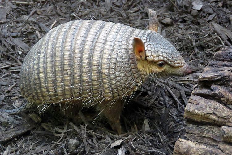 Screaming hairy armadillo Screaming Hairy Armadillo by faolruadh on DeviantArt