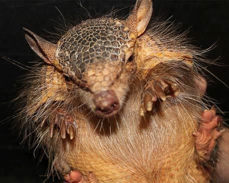 Screaming hairy armadillo Hairy Armadillos Animal Pictures and Facts FactZoocom