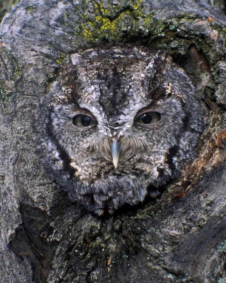Screech owl Eastern ScreechOwl Audubon Field Guide