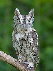 Screech owl httpsuploadwikimediaorgwikipediacommonsthu