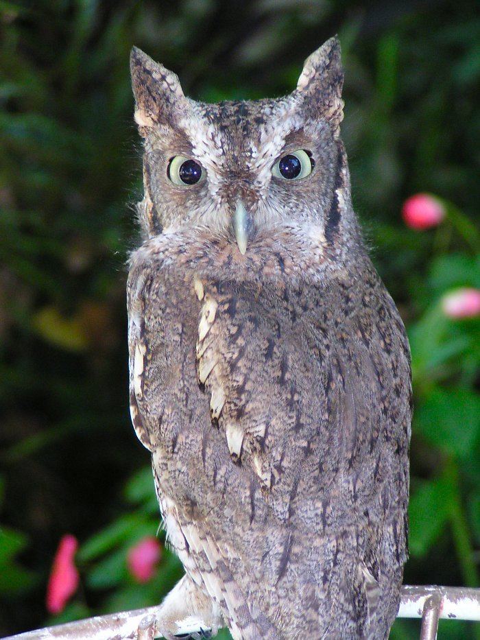 Screech owl Eastern Screech Owl Megascops asio Information Pictures Sounds