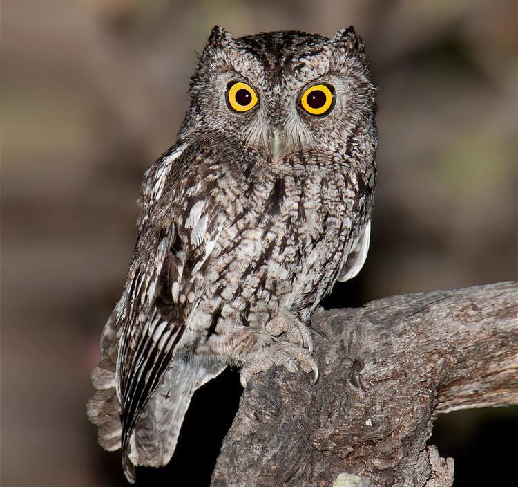 Screech owl Whiskered ScreechOwl Audubon Field Guide