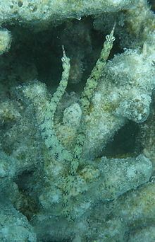 Scribbled pipefish httpsuploadwikimediaorgwikipediacommonsthu