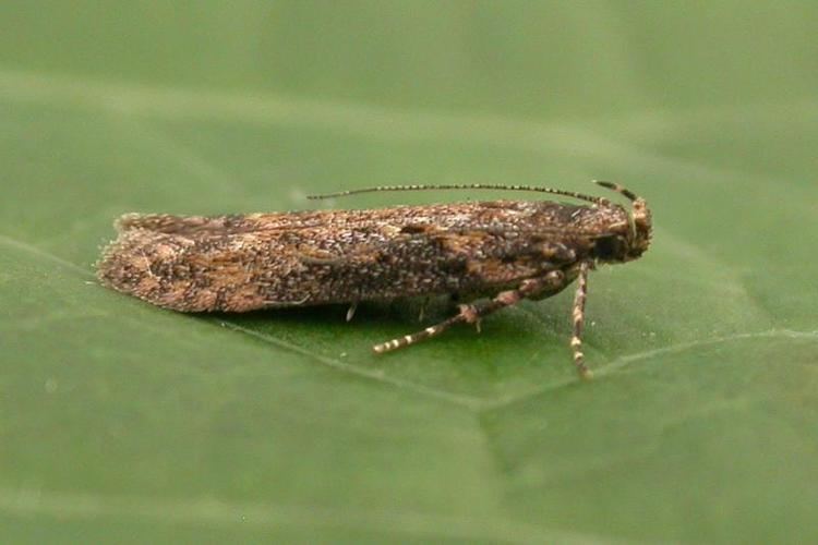 Scrobipalpa costella Gelechiid Recording Scheme