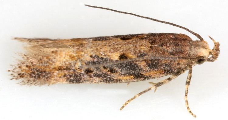 Scrobipalpa ocellatella 118 Scrobipalpa ocellatella Beet Moth British Lepidoptera