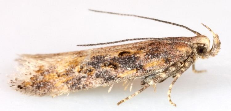 Scrobipalpa ocellatella britishlepidopteraweeblycomuploads59845984
