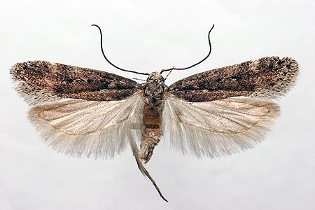 Scrobipalpa ocellatella AgroAtlas Pests Scrobipalpa ocellatella Boyd Beet Moth