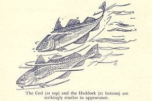 Scrod Origin of Scrod which is Sometimes Cod and Sometimes Haddock