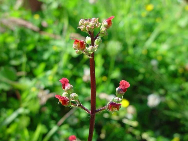 Scrophularia auriculata Scrophularia auriculata