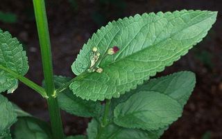 Scrophularia auriculata Scrophularia auriculata Water Figwort Discover Life