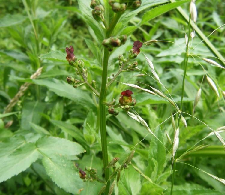 Scrophularia auriculata Water Figwort Scrophularia auriculata NatureSpot