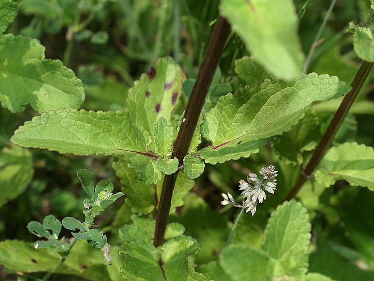 Scrophularia auriculata httpswwwkuleuvenkulakbekulakbiocampuslage