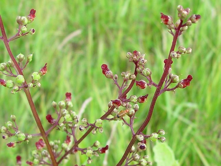 Scrophularia auriculata Scrophularia auriculata