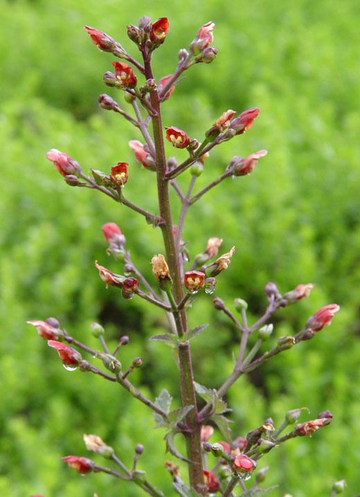 Scrophularia californica Scrophularia californica California bee plant