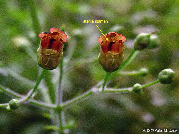 Scrophularia marilandica Scrophularia marilandica Maryland Figwort Minnesota Wildflowers