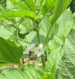 Scrophularia ningpoensis CollectingPreparation and Processing of Figwort Root