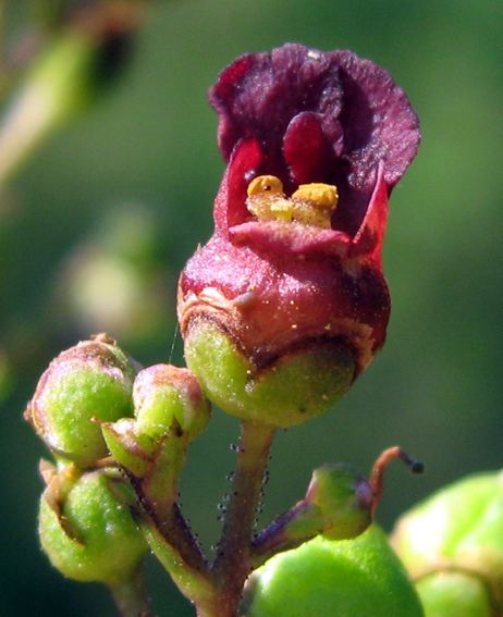 Scrophularia umbrosa Scrophularia umbrosa Health effects and herbal facts
