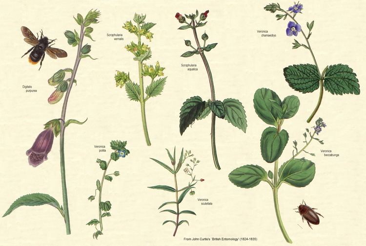 Scrophulariaceae Angiosperm families Scrophulariaceae Juss