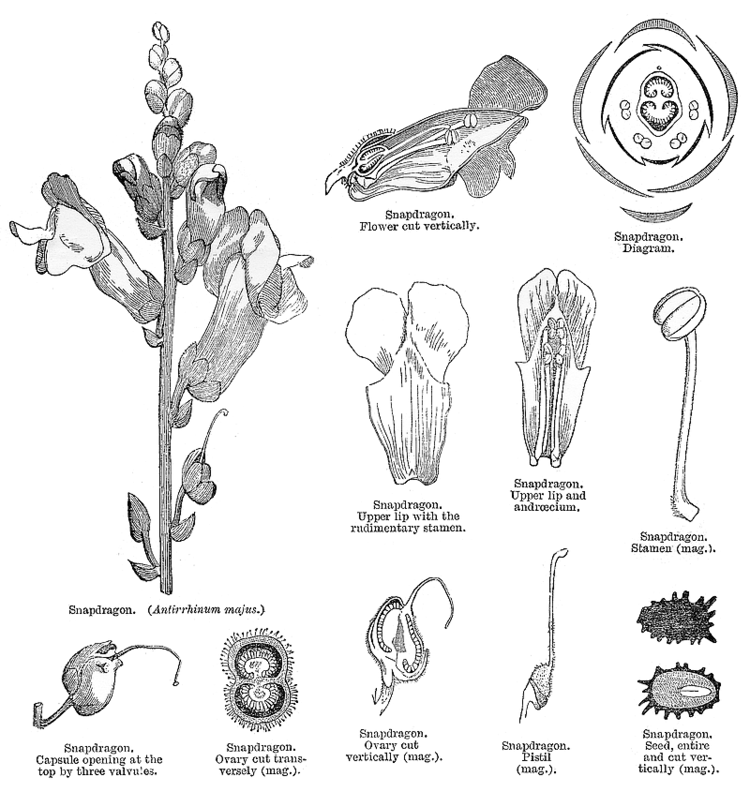 Scrophulariaceae Angiosperm families Scrophulariaceae Juss