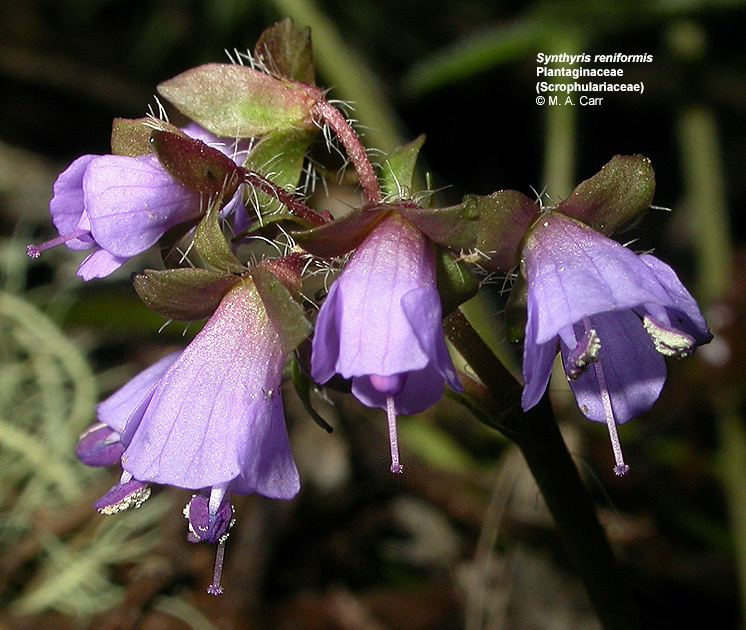 Scrophulariaceae wwwbotanyhawaiiedufacultycarrimagessynren