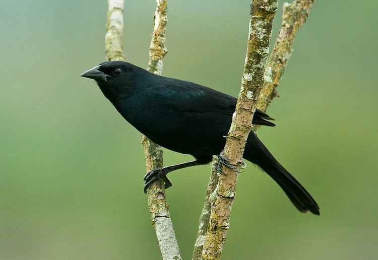 Scrub blackbird Sapayoa Ecuador Bird Photos Photo Keywords dives warszewiczi
