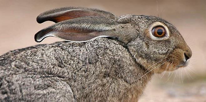 Scrub hare Interesting Scrub Hare Facts Moriti Private Safaris
