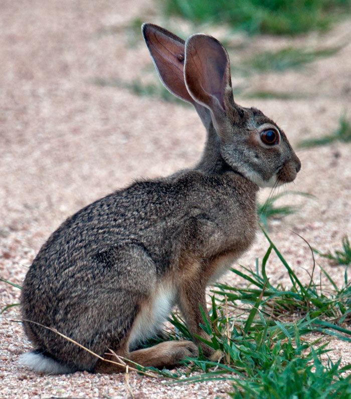 Scrub hare Epic39s Interactive Blog Rarely seen creatures of Africa The Scrub