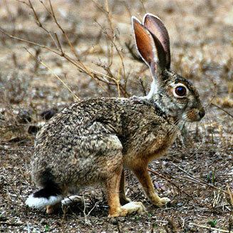 Scrub hare wwwbiodiversityexplorerorgmammalslagomorphaim