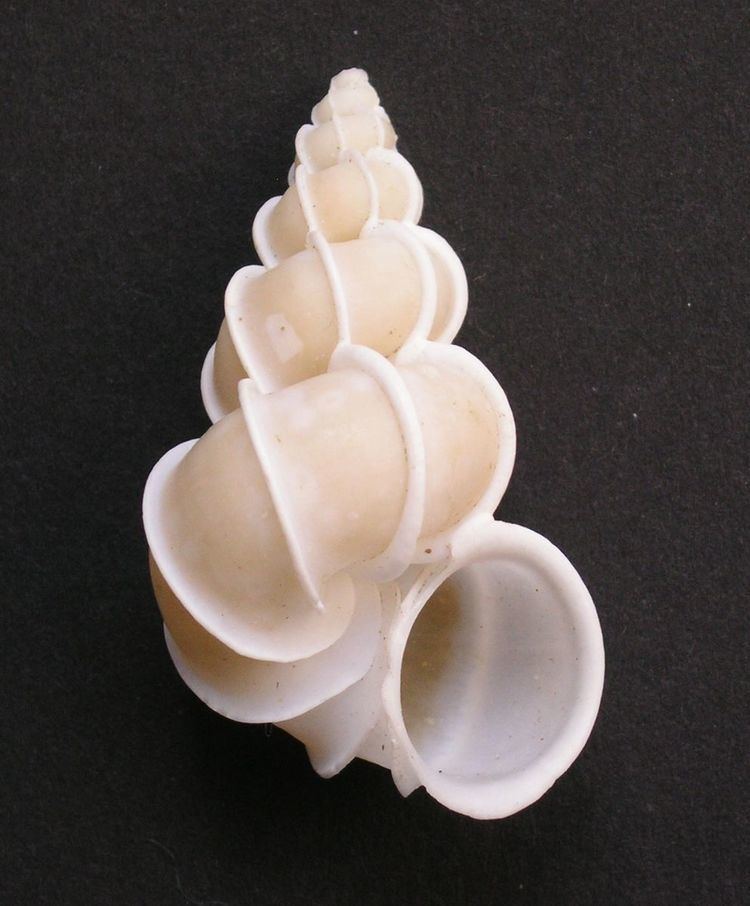 Sculpture (mollusc)