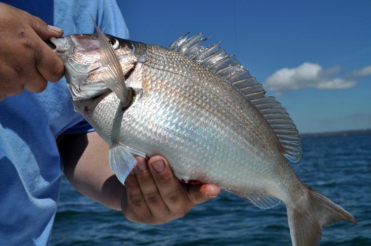 Scup Porgy Scup Plug N39 Play Charter Group