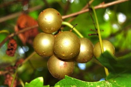 Scuppernong Muscadine and Scuppernong Grape Jelly BAYOU WOMAN