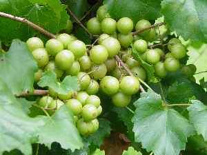 Scuppernong How to Make Homemade Muscadine or Scuppernong Jelly Easily