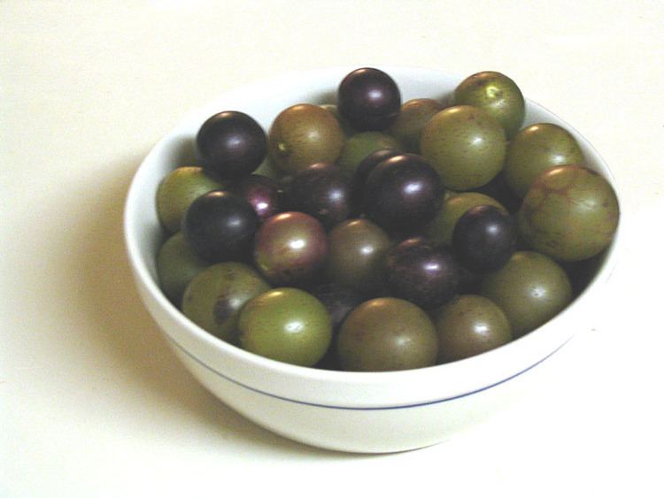 Scuppernong httpsuploadwikimediaorgwikipediacommonsdd