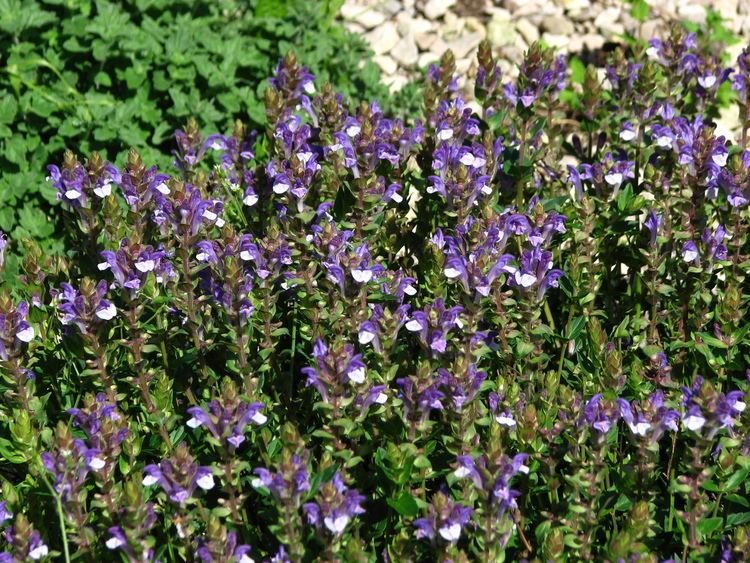 Scutellaria baicalensis FileScutellaria baicalensis 01JPG Wikimedia Commons