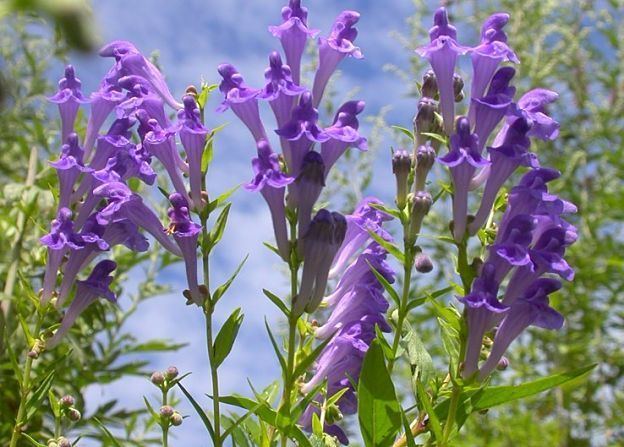 Scutellaria baicalensis Chinese Skullcap Uses Benefits and Side Effects