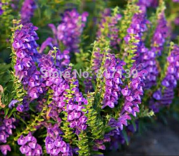 Scutellaria baicalensis Online Buy Wholesale scutellaria baicalensis from China scutellaria