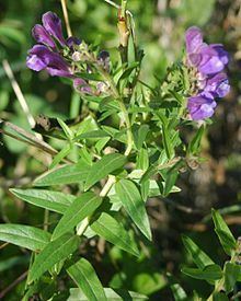 Scutellaria baicalensis httpsuploadwikimediaorgwikipediacommonsthu