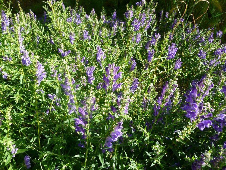 Scutellaria baicalensis Baikal Skullcap Scutellaria baicalensis Medicinal Perennial