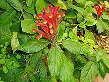 Scutellaria costaricana httpsuploadwikimediaorgwikipediacommonsthu