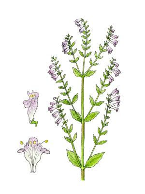 Scutellaria lateriflora Skullcap Herb Benefits