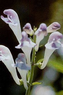 Scutellaria montana httpsuploadwikimediaorgwikipediacommonsthu