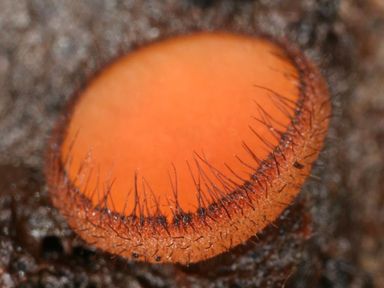 Scutellinia California Fungi Scutellinia scutellata