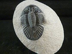 Scutellum (trilobite) httpsuploadwikimediaorgwikipediacommonsthu